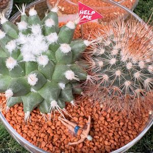 サボテン,多肉,寄せ植え,多肉植物,ガーデニングの画像