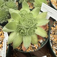 センペルビウム,多肉植物,ガーデニング,センペルsamadhiの画像