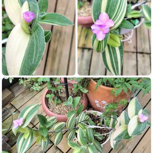 トラディスカンティア 白絹姫,サボテンの花,マイガーデン,植中毒,植物に癒されての画像