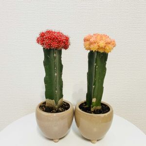 サボテン,緋牡丹,窓際,ダイソーサボテン,玄関内側の画像