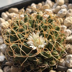 サボテン,琴糸丸,狂刺琴糸丸,狂刺琴糸丸,マミラリア属の画像