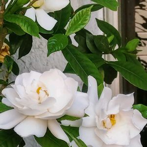 クチナシ,タイサンボク,元気もらえる,ありがとう♡,祈りを込めての画像