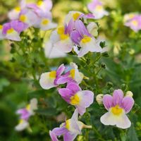 ネメシア,青い花マニア,チーム・ブルー,月曜日は元気色の花,チームブルーNo.117の画像
