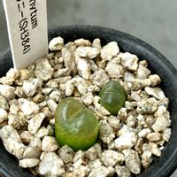 コノフィツム マウガニー,多肉植物,メセン,実生,コノフィツム属の画像