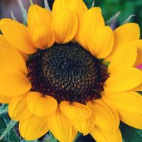 観葉植物,はなはな,花のある暮らし,花の写真,花のある生活の画像
