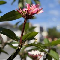 プルメリア☆,プルメリア中毒,おうち園芸,エントランスの画像