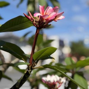 プルメリア☆,プルメリア中毒,おうち園芸,エントランスの画像