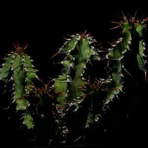 サボテン,ユーフォルビア,塊根植物,実生,トゲトゲの画像