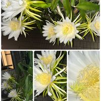 ドラゴンフルーツ,スマホ撮影,おうち園芸,小さな庭の画像