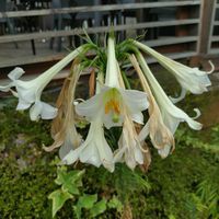 テッポウユリの画像