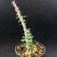 多肉植物,観葉植物,塊根植物,コーデックス,珍奇植物の画像