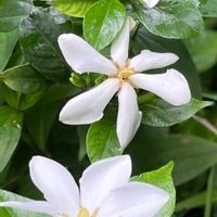 花木,生け垣,植木鉢,吊り鉢,花いろいろの画像
