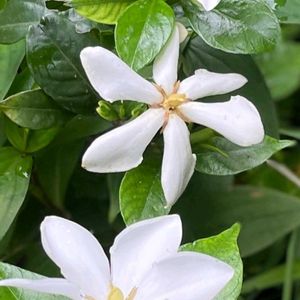 花木,生け垣,植木鉢,吊り鉢,花いろいろの画像