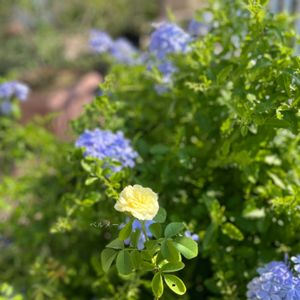 ルリマツリ,花のある暮らし,緑のある暮らし,祈りを込めて,バラ・ミニバラの画像