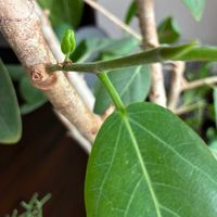 フィカス ベンガレンシス,ベンガルゴム,観葉植物,新芽,フィカス属の画像