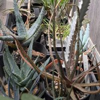 アロエ,多肉植物,ユーフォルビア,珍奇植物,植物のある暮らしの画像