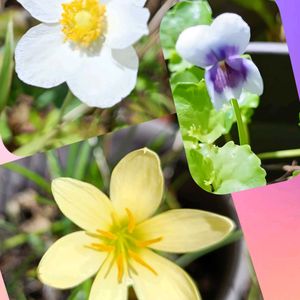 鉢植え,小さな花,ビタミンカラー,夏のお花,黄色の花の画像