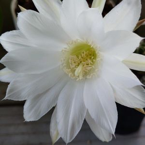 サボテンの花,花のある暮らし,多肉のある暮らし,植物のある暮らし,多肉女子の画像
