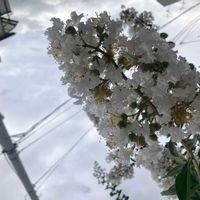 サルスベリの画像