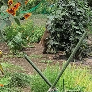 キュウリ,ヒマワリ,長野,旅行先,帰省の画像