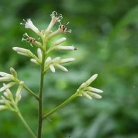 モミジガサ,ウド,イノコヅチ,植物園,山野草の画像