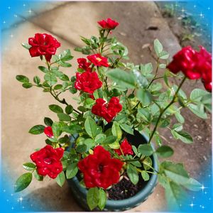 ミニバラ,ミニバラ,可愛い〜♡,キュンキュン乙女倶楽部,挿し木からの薔薇の画像