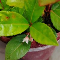 ホトトギス,ヤブコウジ(十両),鉢植え,花のある暮らしの画像