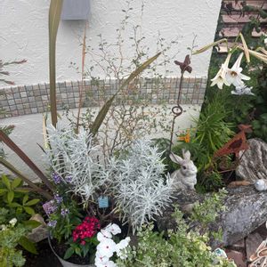 ニチニチソウ,寄せ植え,花のある暮らし,ガーデニング大好き,小さな庭の画像
