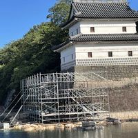 フリージアの画像