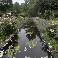 薔薇,軽井沢レイクガーデンの画像