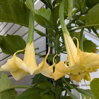 エンジェルストランペット,花のある暮らし,咲いてくれてありがとう❤,GS皆様ありがとう,月曜日にビタミンカラーの画像