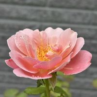 アロエ,オリズルラン,ゼラニウム,ベビーサンローズ,多肉植物の画像