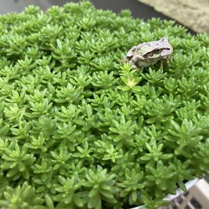 セダム,多肉植物,ネコ好き,多肉中毒,植中毒の画像
