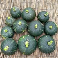 かぼちゃ,岩手県,タネラーさん集合,家庭菜園の画像