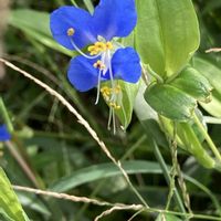サルビア,ツユクサ,シンテッポウユリ,青枝垂れモミジ,花のある暮らしの画像