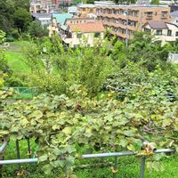 キウイ,ゴーヤ,緑のカーテン,おさんぽ,ありがとうおめでとうの画像