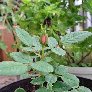 ミニバラ,ミニバラ,薔薇の挿し木,GSの皆さまに感謝♡,熊本頑張れの画像