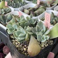 多肉,白蓮華×チワワエンシス,多肉植物,葉挿し,エケベリア属の画像