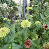 ジニアクイーン,挿し木,薔薇に魅せられて,ばら 薔薇 バラ,薔薇愛同盟の画像
