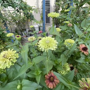 ジニアクイーン,挿し木,薔薇に魅せられて,ばら 薔薇 バラ,薔薇愛同盟の画像