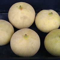 メロン,ころたん,サカタのタネ,レア品種,無農薬栽培の画像
