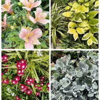 アルストロメリア,ナンキンハゼ,季節のお花,お花を楽しむ,お花のある暮らしの画像