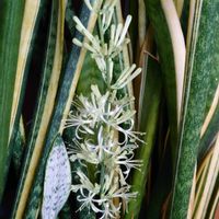 サンスベリア,サンスベリア,ペペロミア プテオラータ,サンスベリア トラノオ,観葉植物の画像