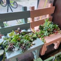 メロン,多肉植物 寄せ植え,セダムの寄せ植え,エアプランツ☆,エアプランツ☆の画像