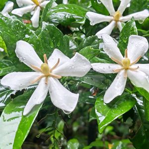 クチナシ,クチナシ,クチナシ　八重咲き,クチナシ　八重咲き,今日のお花の画像