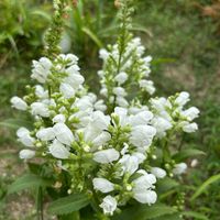 ケイトウ,サボテン,ランポー玉,コウホネ,水生植物の画像