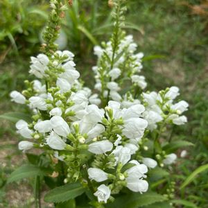 ケイトウ,サボテン,ランポー玉,コウホネ,水生植物の画像