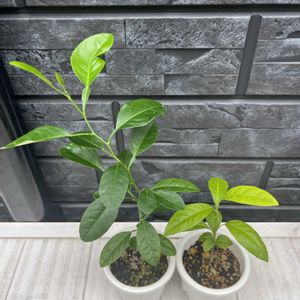ライム,ライム,観葉植物,実生,トロピカルフルーツの画像
