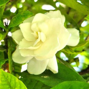 ムクゲ,クチナシ　八重咲き,ガーデニア,花のある暮らし,北海道の画像