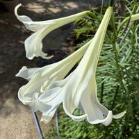 テッポウユリの画像